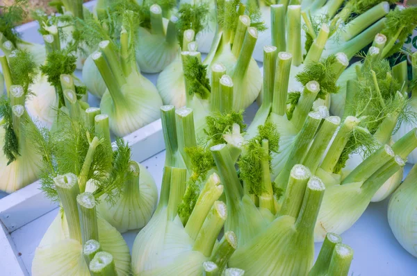 Fennel bulbs on a street market — Stock Photo, Image