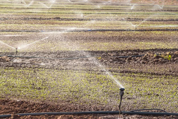 Kål plantation utomhus — Stockfoto