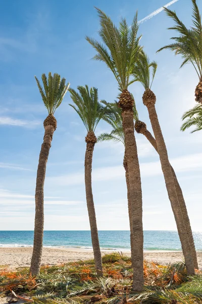 Palmeras en una playa —  Fotos de Stock