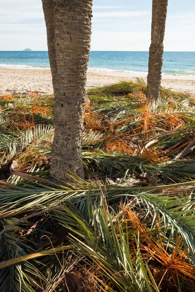 Palmbomen op een strand — Stockfoto