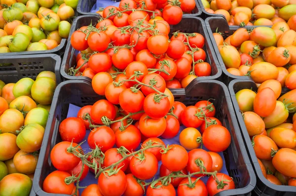 Engradados de tomates — Fotografia de Stock