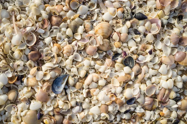 Conchas sobre fondo de arena de playa —  Fotos de Stock