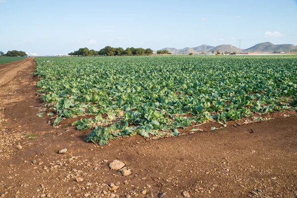 Cabbage plantation outdoors — Stock Photo, Image