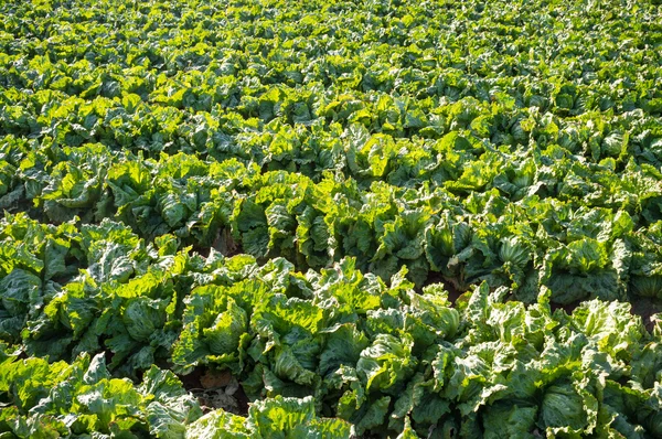 Large vegetable plantation — Stock Photo, Image