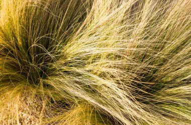 yemyeşil çimen tutam