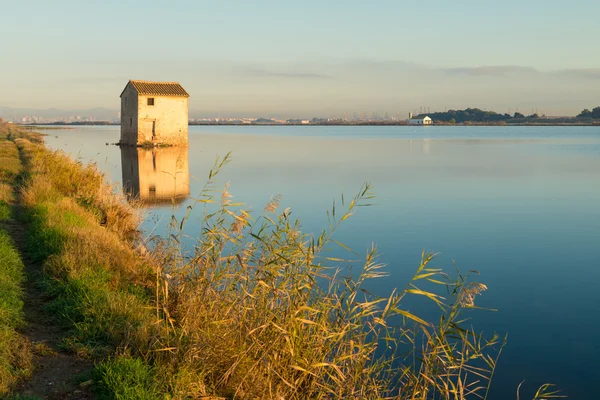 Riz inondé paddy — Photo