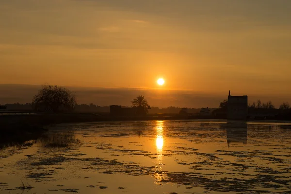 Flooded rice paddy at sunrise — Stock Photo, Image