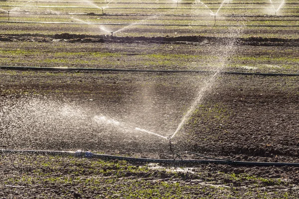 Plantation de choux à l'extérieur — Photo