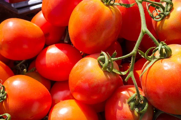 Skrzynie świeżych pomidorów — Zdjęcie stockowe