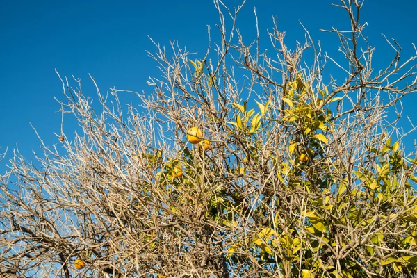 Citrus tree on blue sky background