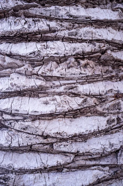 ヤシの木の幹 — ストック写真