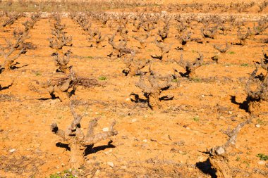 Satır Vines kırmızı toprak