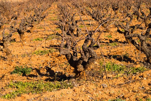 Rows of vines on red soil — Stock Photo, Image