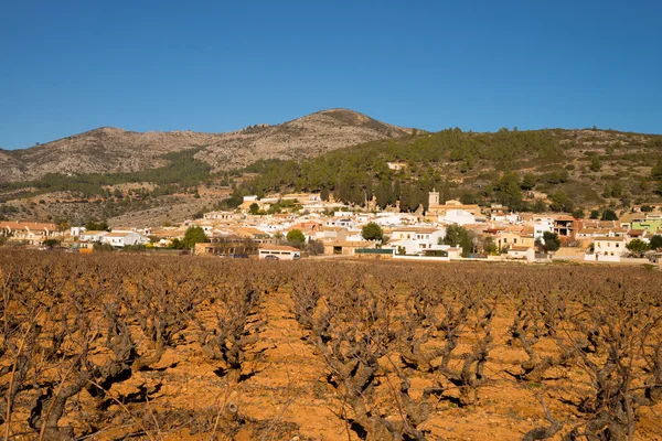 Vineyards under Mediterranean sunshine — Stock Photo, Image