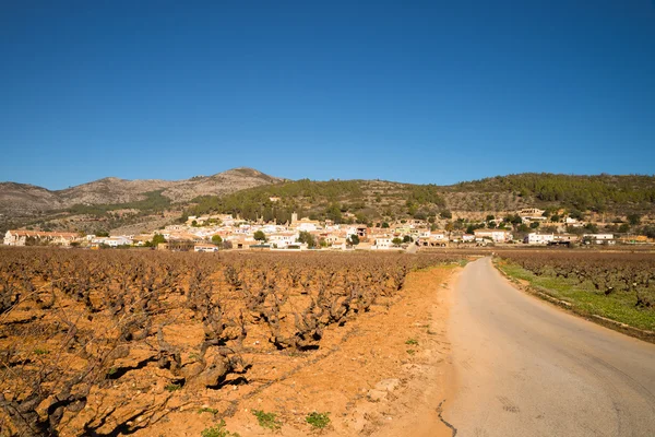 Vineyards under Mediterranean sunshine — Stock Photo, Image