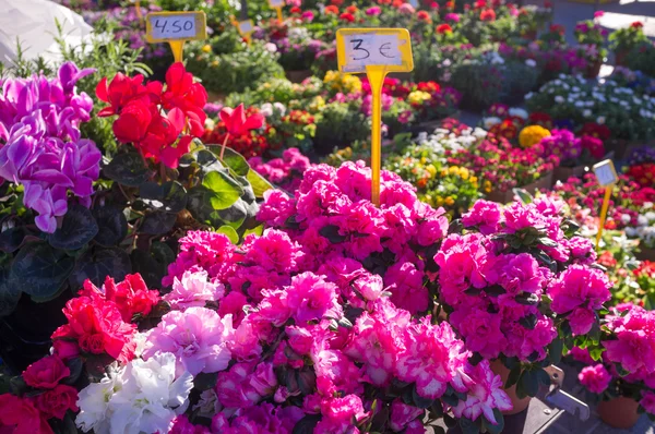 Bloemen op een straatmarkt — Stockfoto