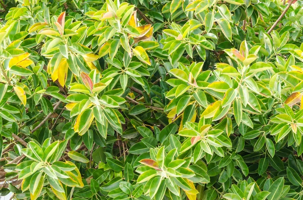 Lush rubber plant