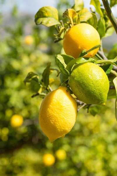 Ripe lemons on plantation — Stock Photo, Image