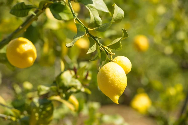 Ώριμα λεμόνια στη φυτεία — Φωτογραφία Αρχείου