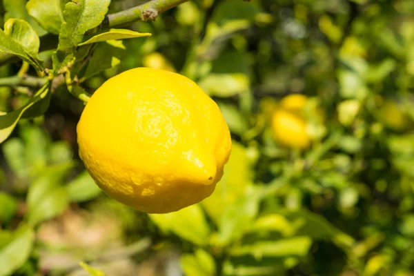 人工林的成熟柠檬 — 图库照片