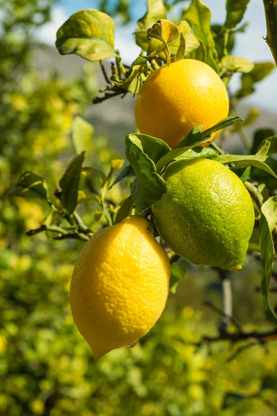Reife Zitronen auf Plantage — Stockfoto