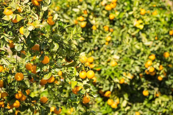 Orange trees in garden — Stock Photo, Image