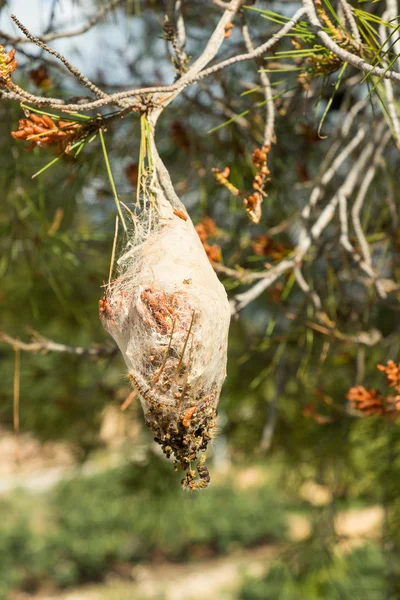 Processionary maggot nest — Stock Photo, Image