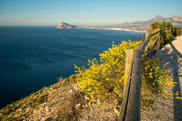 Katırtırnağı çalı çiçekli