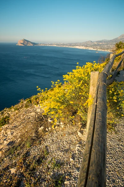 Kvetoucí keř Genista — Stock fotografie