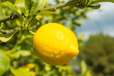 Limon bir çiftlikte