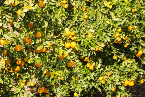 Апельсины в саду — стоковое фото