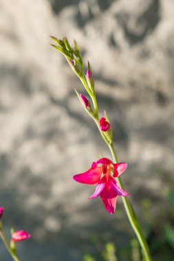 Kırmızı Glayöl çiçek