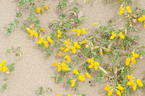 Creta trefoil en flor — Foto de Stock