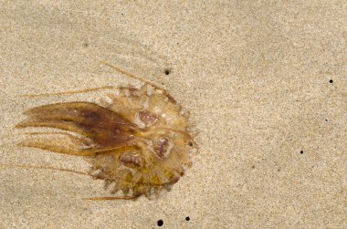 Ölü denizanası karaya yıkanmış