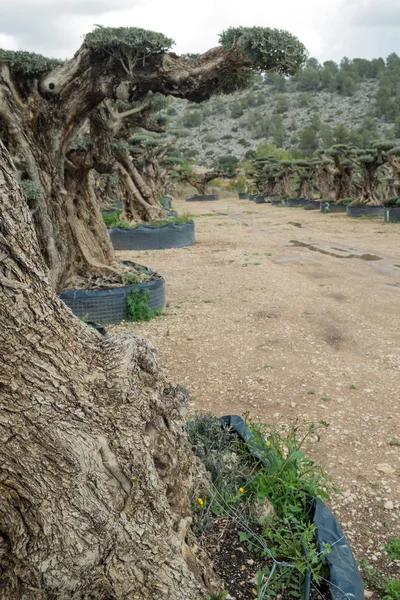 Eski zeytin ağaçları — Stok fotoğraf