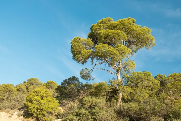 Drzewo sosny śródziemnomorskiej — Zdjęcie stockowe
