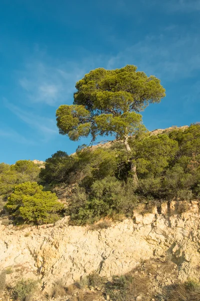 Mediterranean pine tree — Stock Photo, Image