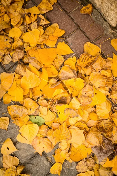 Podzimní listí na Nast — Stock fotografie