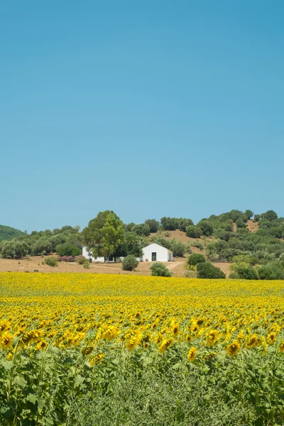 Pertanian bunga matahari di bunga penuh — Stok Foto