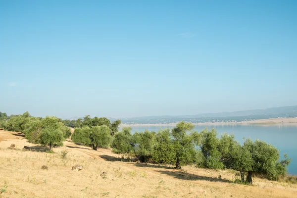 Cork oakt trees — Stock Photo, Image