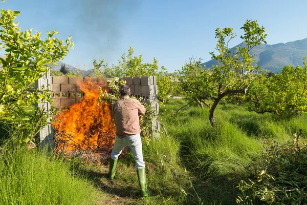Burning pruning waste — Stock Photo, Image