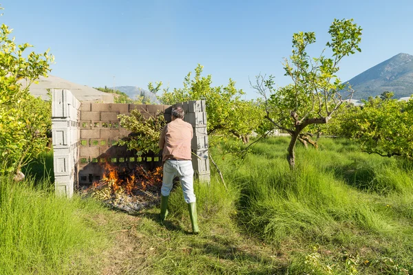 Burning pruning waste — Stock Photo, Image