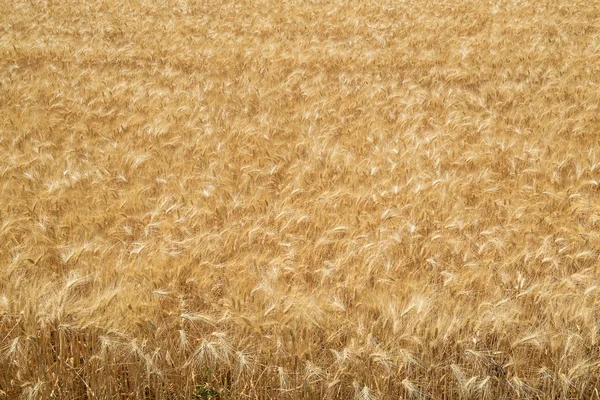 Campo de trigo maduro — Fotografia de Stock