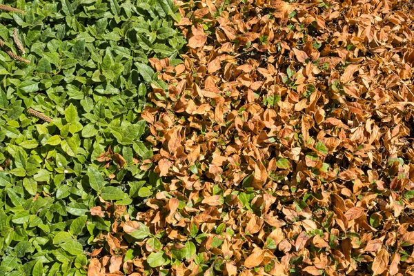Cobertura verde y seca —  Fotos de Stock