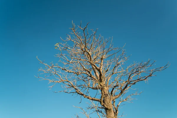 Gökyüzü arka plan üzerinde çıplak ağaca — Stok fotoğraf