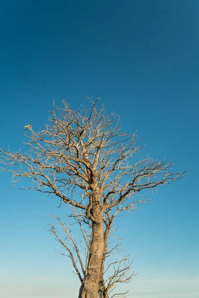 Nagie drzewo na tle nieba — Zdjęcie stockowe