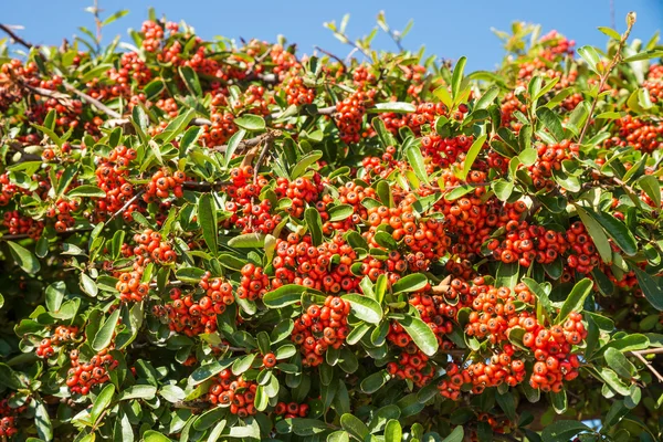 Mastic red berries — Stock Photo, Image
