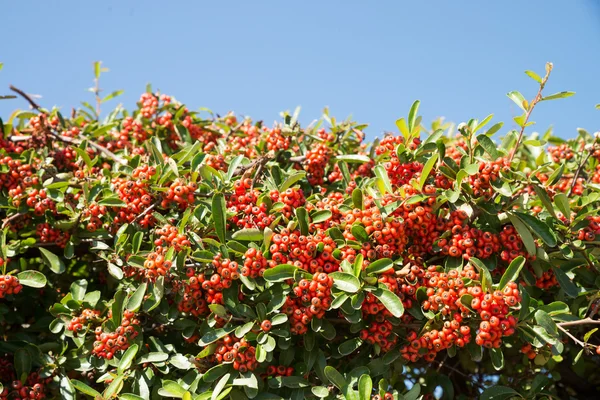 Mastic red berries — Stock Photo, Image