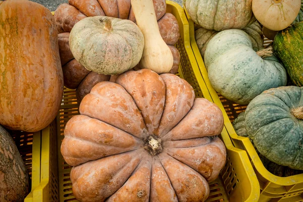 Pumkins of different shapes — Stock Photo, Image