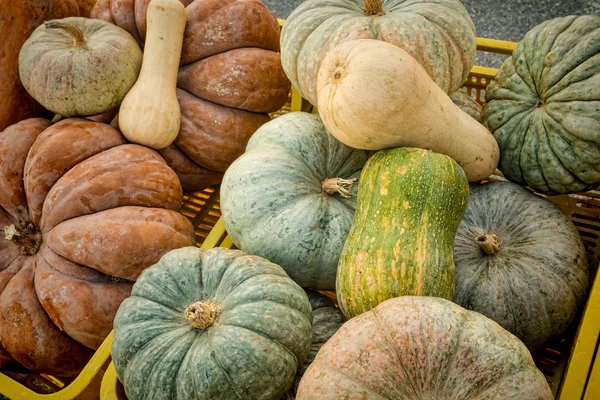 Pumkins of different shapes — Stock Photo, Image